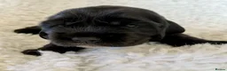 Cocker Spaniel dogs for sale: Health Tested KC Reg Showline Cocker Spaniel Pups - Advert 9