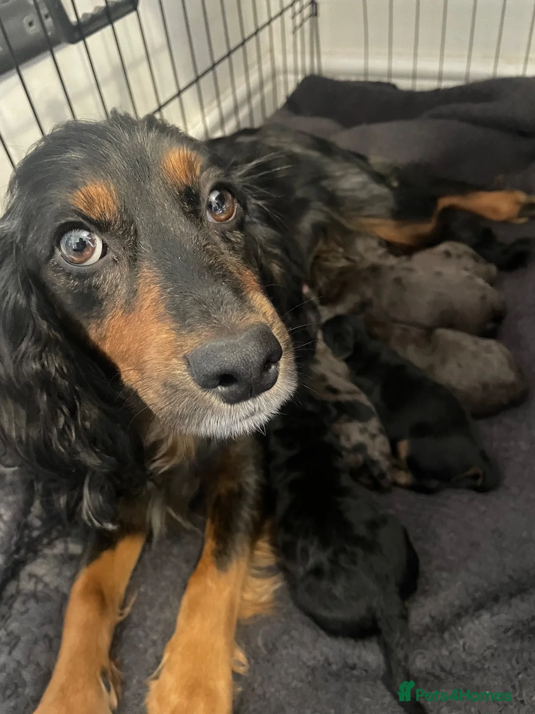 Cockapoo dogs for sale: 5 Miniture Cockerpoo pups  - Advert 10