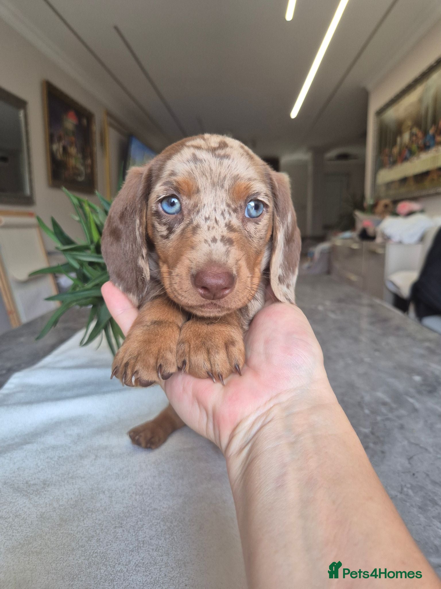Miniature Dachshund dogs Beautiful Miniature Dachshund Puppies!💙💙♥️♥️♥️ - Advert 5