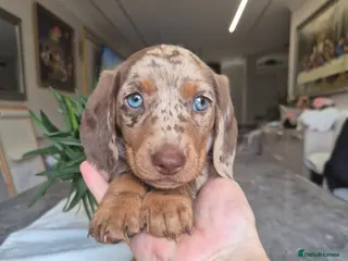 Miniature Dachshund dogs Beautiful Miniature Dachshund Puppies!💙💙♥️♥️♥️ - Advert 5