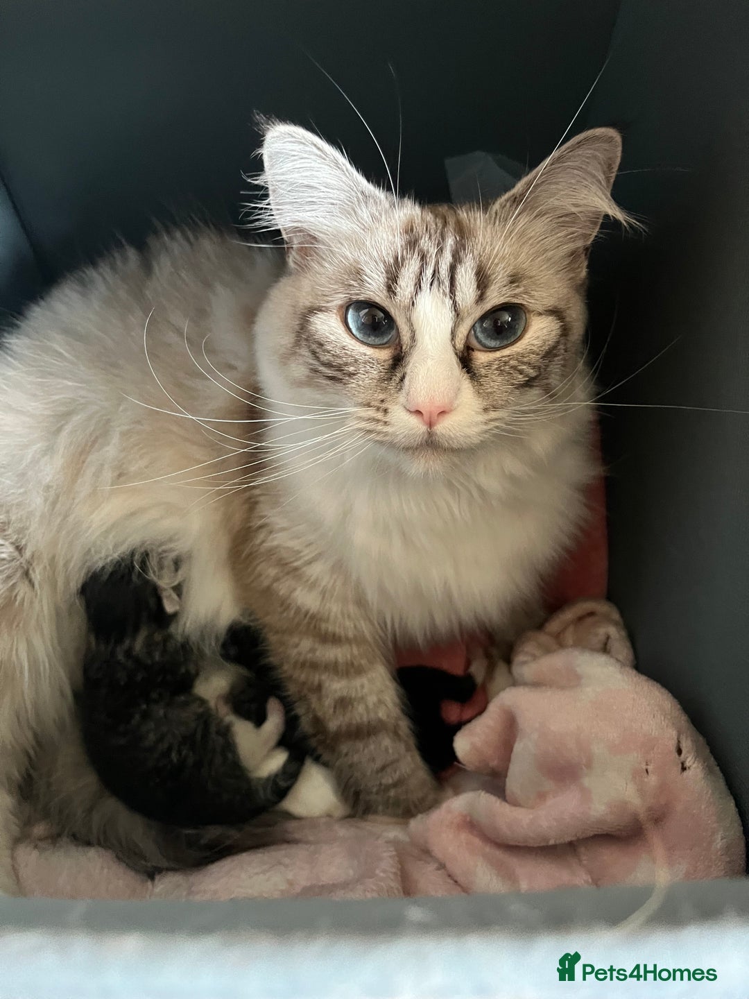 Ragdoll cats for sale: Beautiful Ragdoll x Egyptian Mau girl - Advert 2