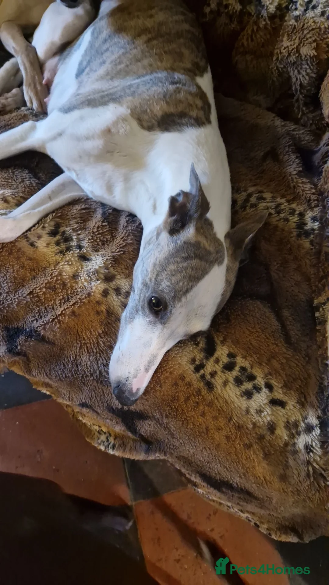 Whippet dogs for sale: Heart and DNA tested Blue Parti Whippet Puppies. - Advert 32