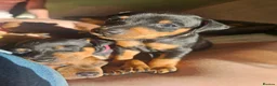 Miniature Pinscher dogs for sale: Adorable miniature pinscher puppies  - Advert 7