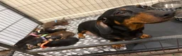 Dachshund dogs for sale: Dachshund puppies ready to go - Advert 7