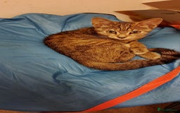 British Longhair cats for sale: Fully vaccinated kittens  - Image 3