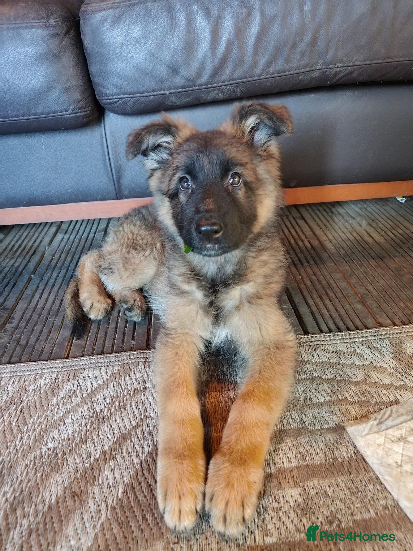 German Shepherd dogs for sale:  5th Generation German Shepherd puppies - Advert 12