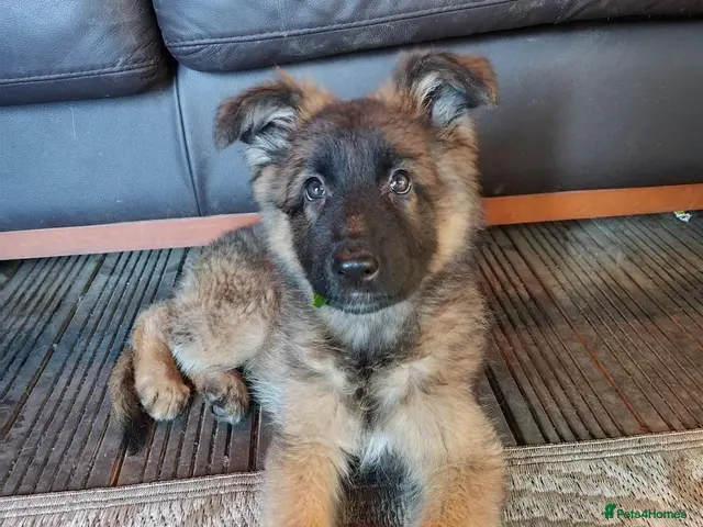 German Shepherd dogs for sale: 5th Generation German Shepherd puppies - Advert 12