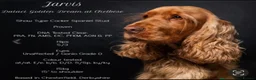 Cocker Spaniel dogs for sale: The best of both worlds Cocker Spaniel Puppies in Melton Mowbray - Advert 5