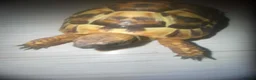 Hermann Tortoise reptiles for sale: 2x Hermann Tortoises With Tortoise Table SetUp in Bournemouth - Advert 9