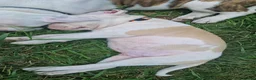 American Bulldog dogs for sale: My last baby boy - Advert 15