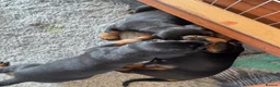Dobermann dogs for sale: 3 chunky Dobermans puppies  - Advert 15