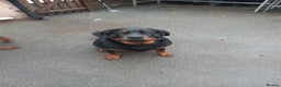 Rottweiler dogs for sale: Kc reg Rottweiler Bitch - Advert 4