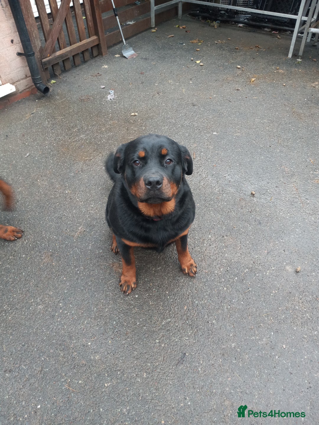 Rottweiler dogs for sale: Kc reg Rottweiler Bitch - Advert 4