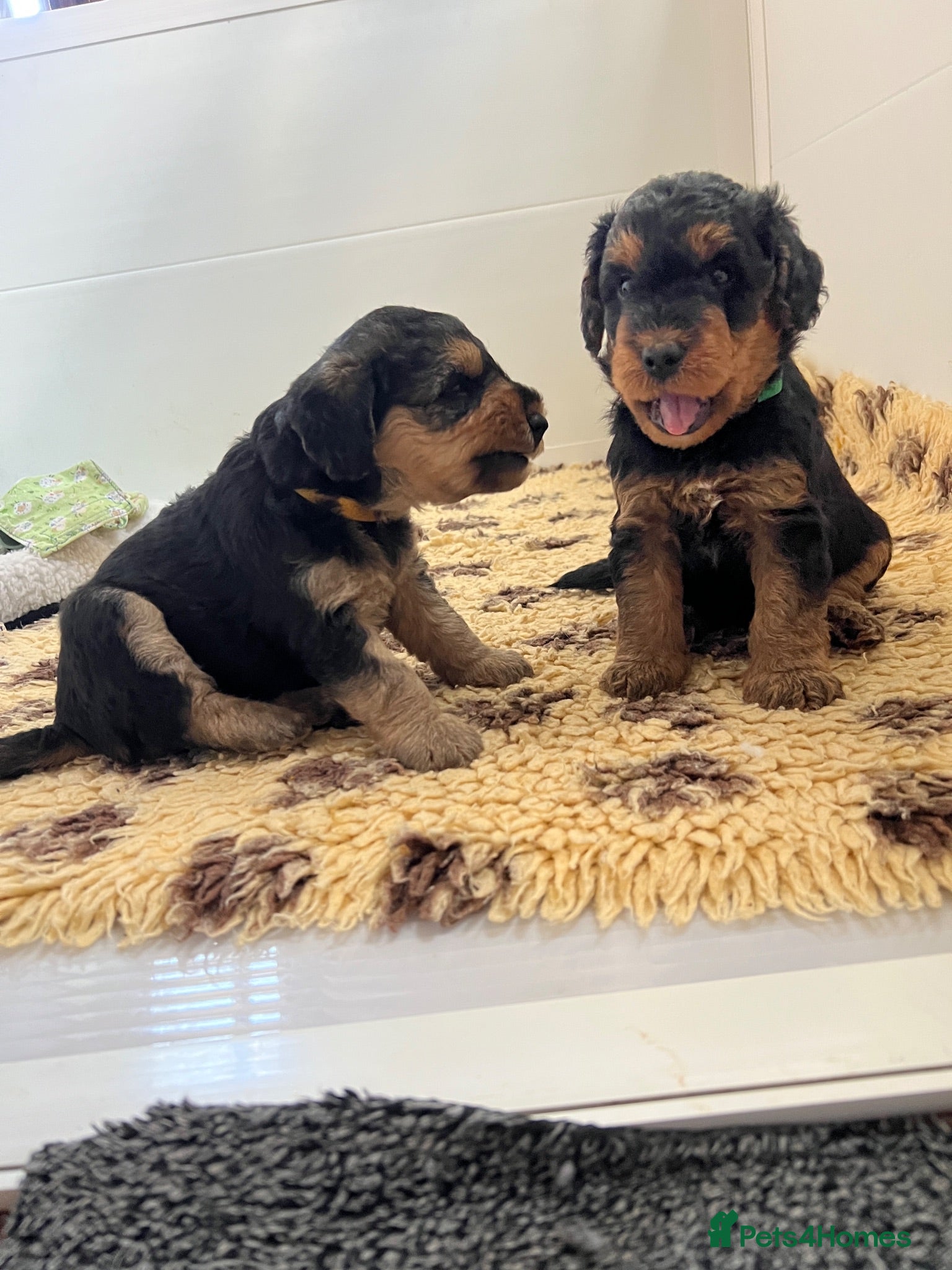 Mixed Breed dogs Airedoodles F1 airedale mum. Phantom poodle dad  - Advert 1