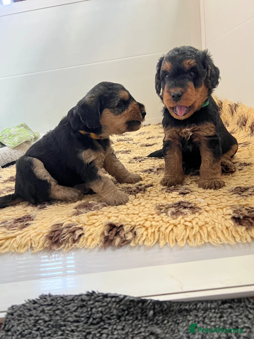 Mixed Breed dogs for sale: Airedoodles F1 airedale mum. Phantom poodle dad  - Advert 1