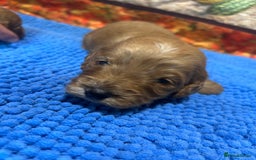 Cockapoo dogs for sale: Cute Cockapoo puppies (licensed breeder)  - Image 3