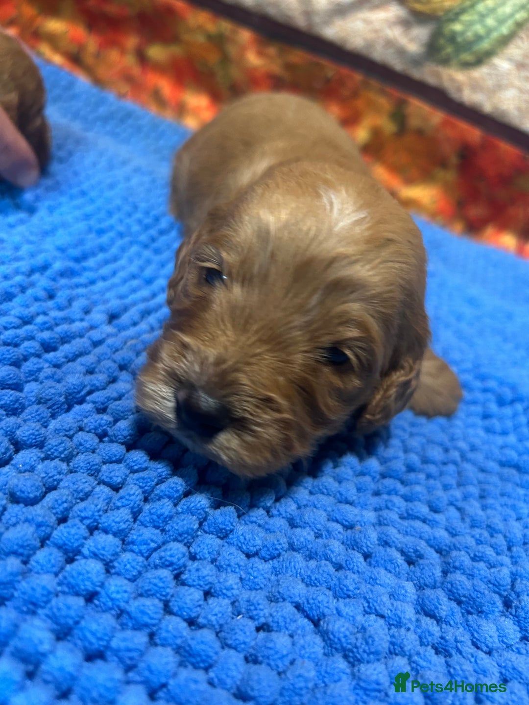 Cockapoo dogs for sale: Cute Cockapoo puppies (licensed breeder)  - Image 3