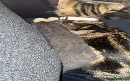 Mixed Breed cats for sale: 1 male 1 female tabby - Image 7