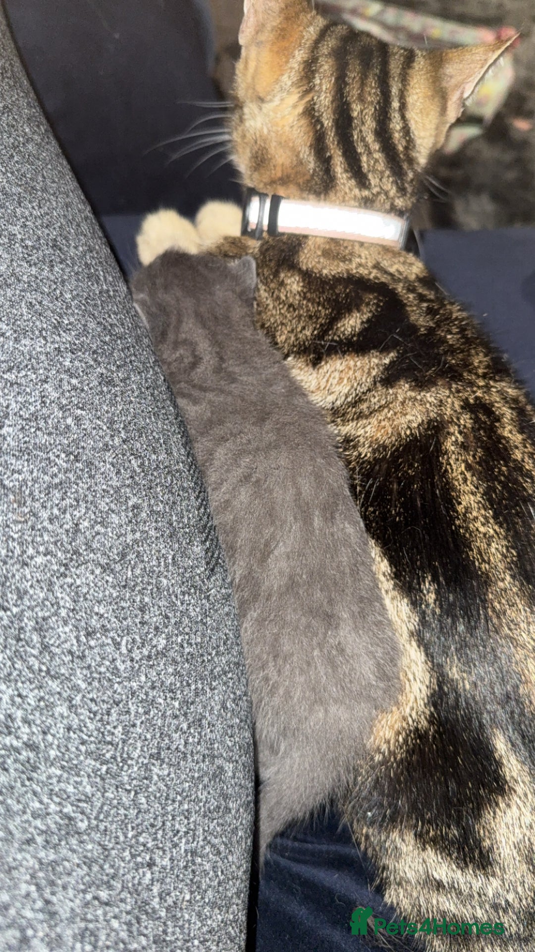 Mixed Breed cats for sale: 1 male 1 female tabby - Image 7