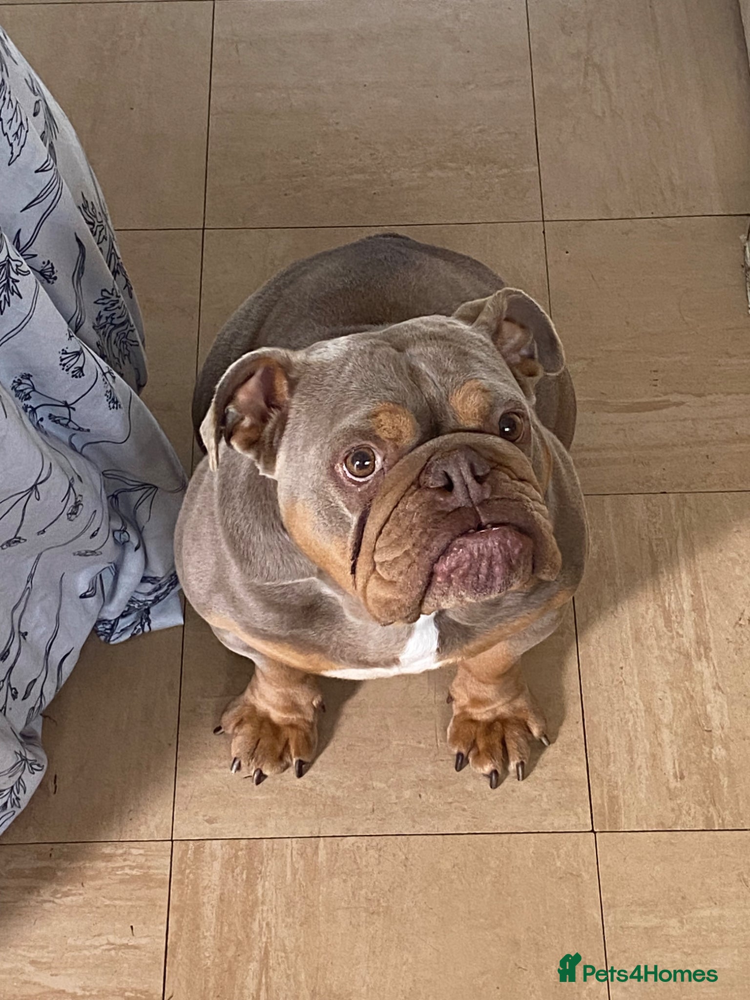 English Bulldog dogs Beautiful female lilac and tan English bulldog  - Advert 2
