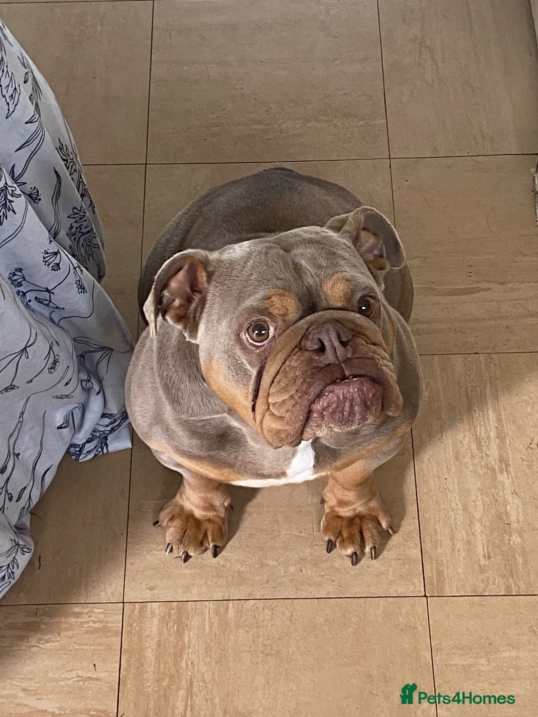 English Bulldog dogs for adoption: Beautiful female lilac and tan English bulldog  - Advert 1