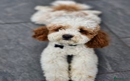 Cavapoo dogs for stud: White and Red Cavapoo - Image 5