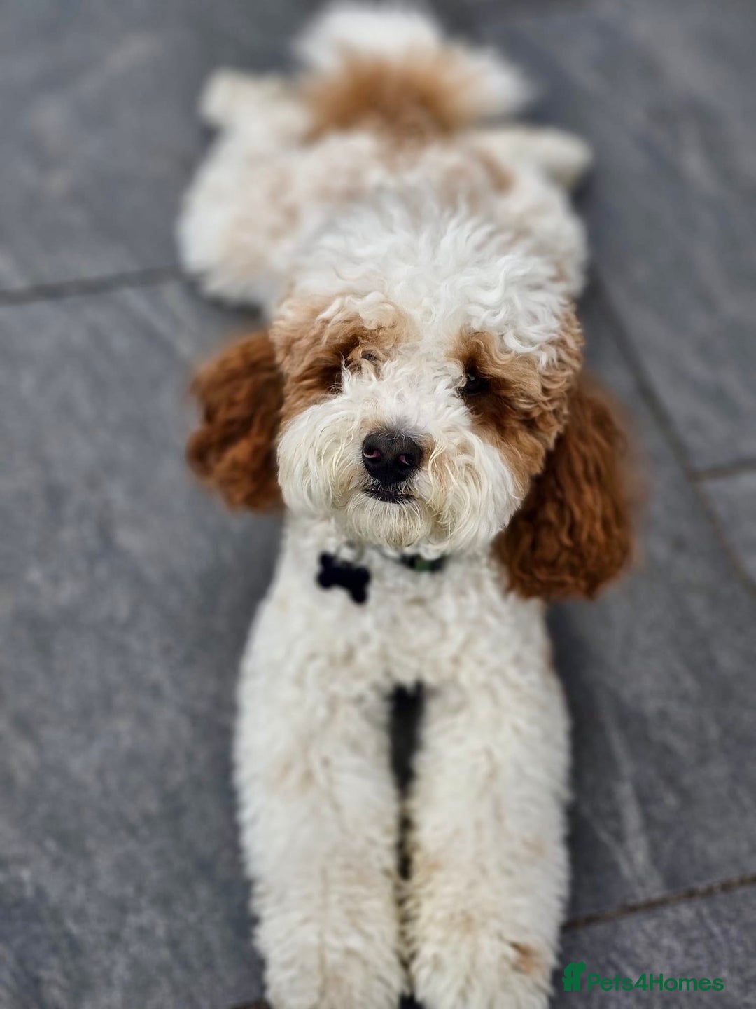 Cavapoo dogs for stud: White and Red Cavapoo - Image 5