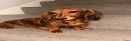 Miniature Dachshund dogs for sale: 6 month old KC reg pra clear red girl - Advert 2