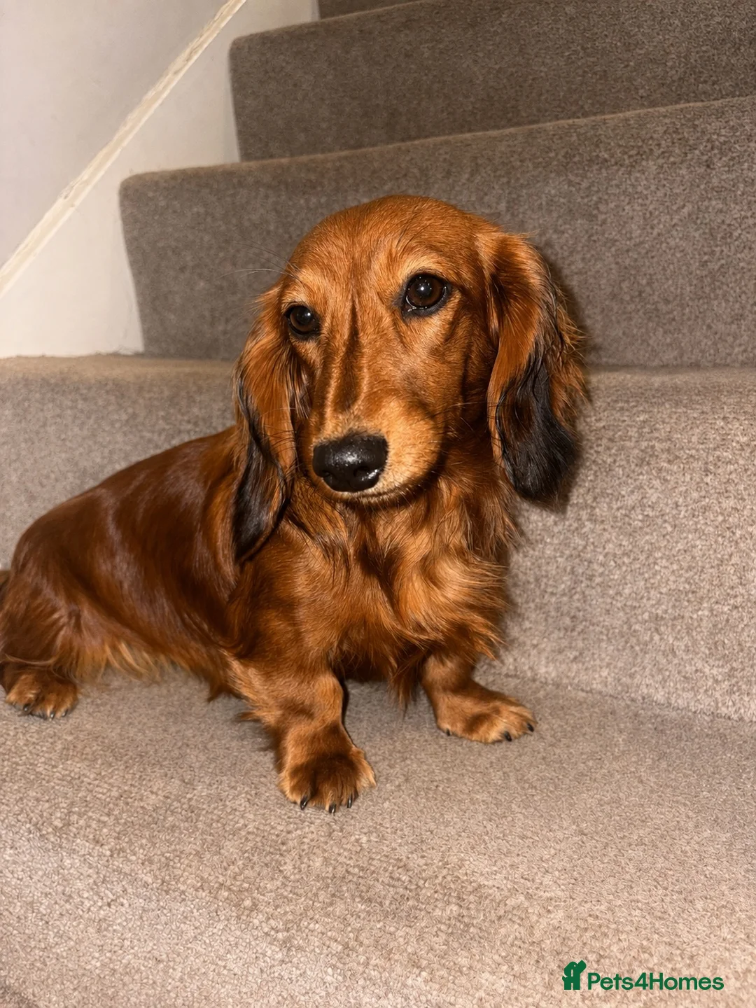 Miniature Dachshund dogs for sale: 6 month old KC reg pra clear red girl - Advert 2