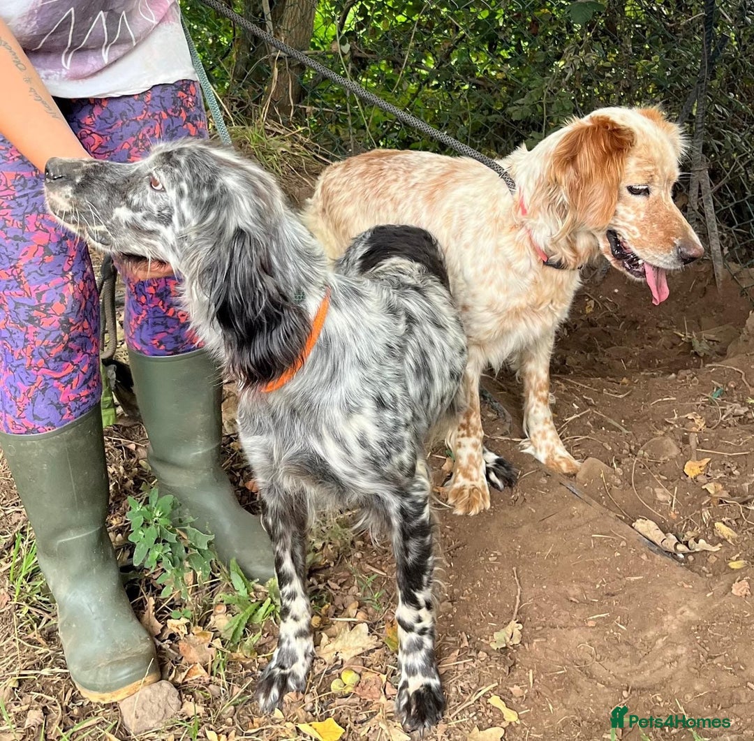English Setter dogs for adoption: Quba  - Image 4