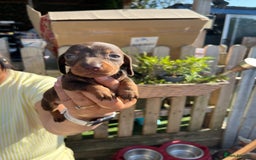 Miniature Dachshund dogs for sale: Beautiful miniature dachshund pups  - Image 6