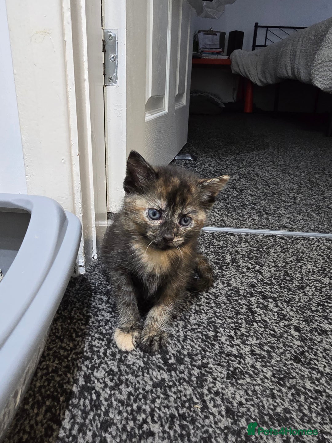 British Shorthair cats for sale: 🐱Four  Sisters Looking for Their Forever Homes!  - Image 4