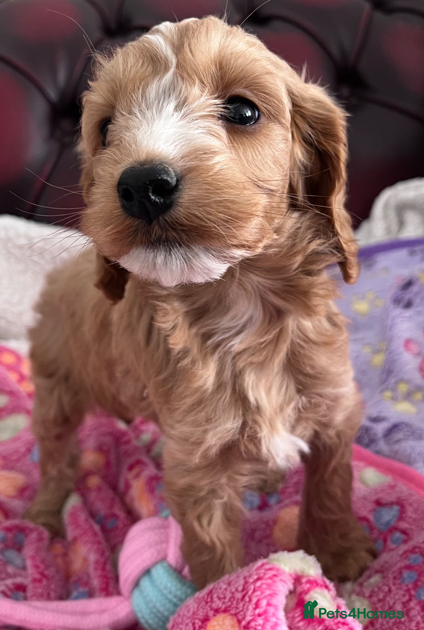 Cockapoo dogs Beautiful Cockapoo puppies  - Advert 3