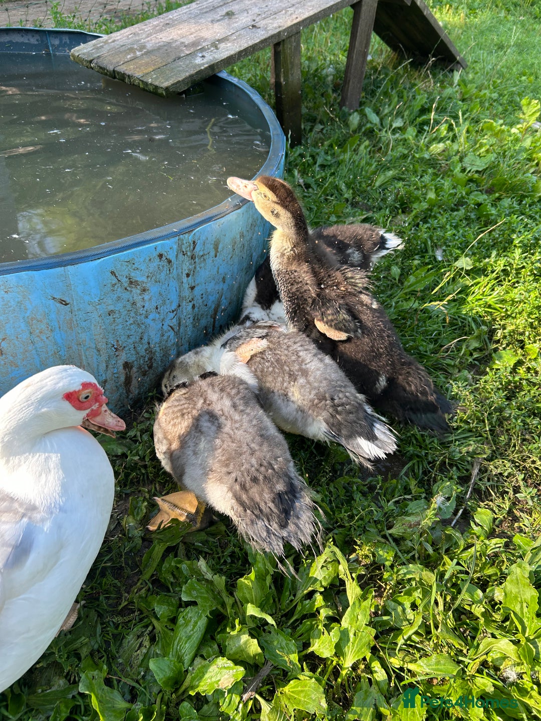 Ducks poultry for sale: Muscovy ducklings for sale - Image 2
