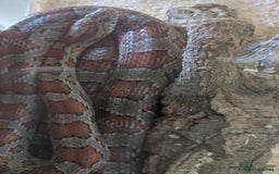 Corn Snake reptiles for sale: Corn Snake - Image 10