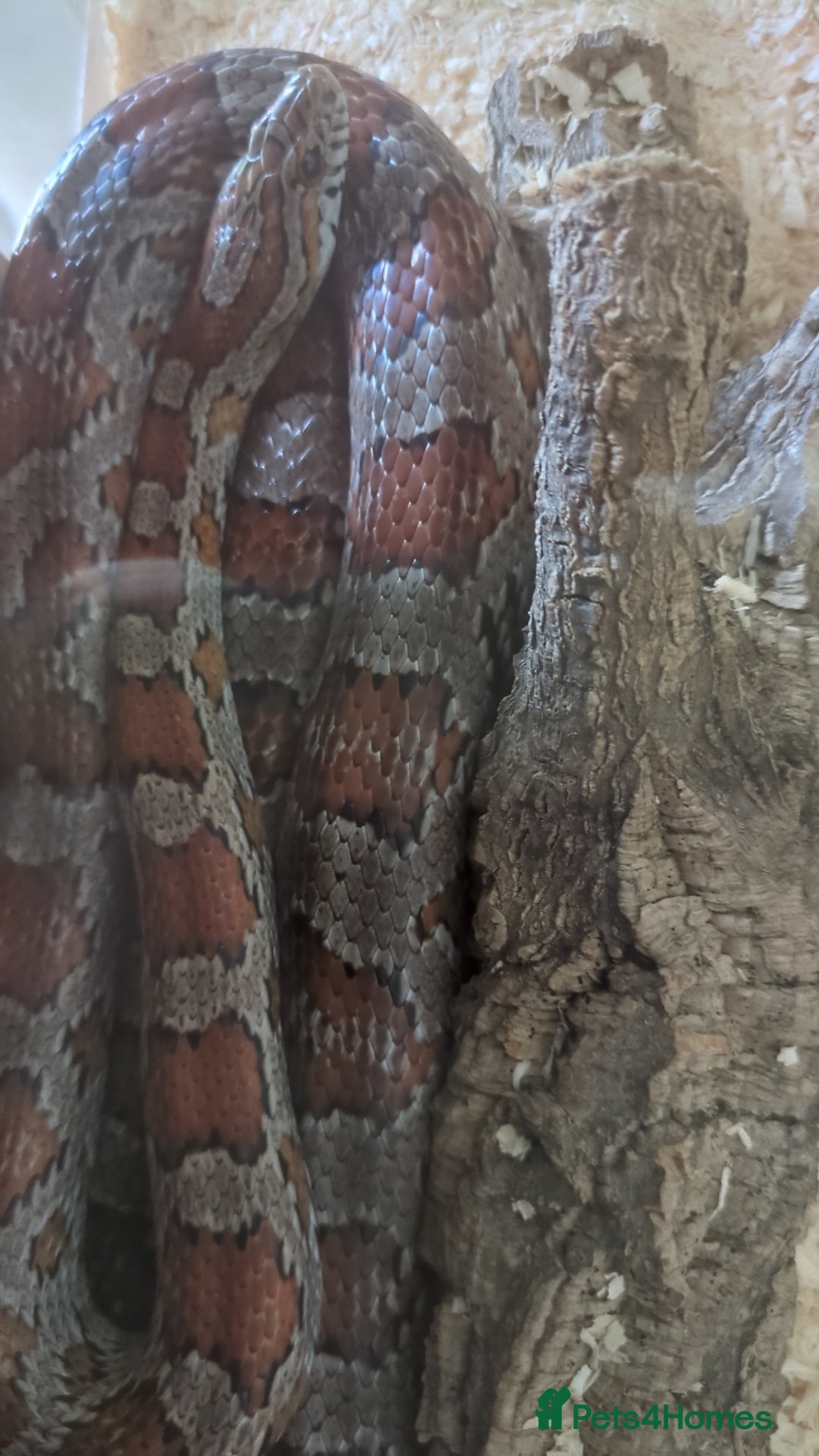 Corn Snake reptiles for sale: Corn Snake - Image 10