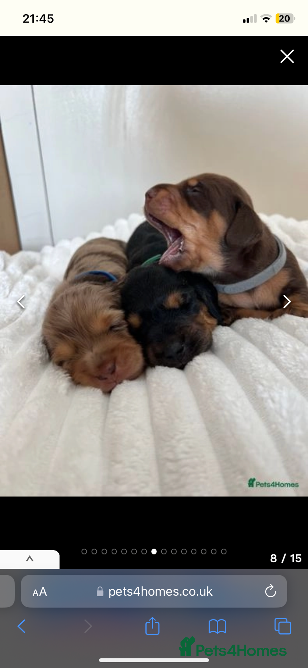 Miniature Dachshund dogs for stud: KC Reg- PRA clear Smooth haired Cream Stud  in Southampton - Advert 8