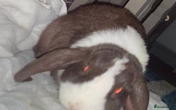 Mini Lop rabbits for sale: 2 mini lops rabbits - Image 2