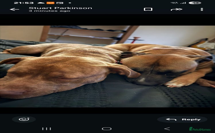 Mixed Breed dogs - Advert 5