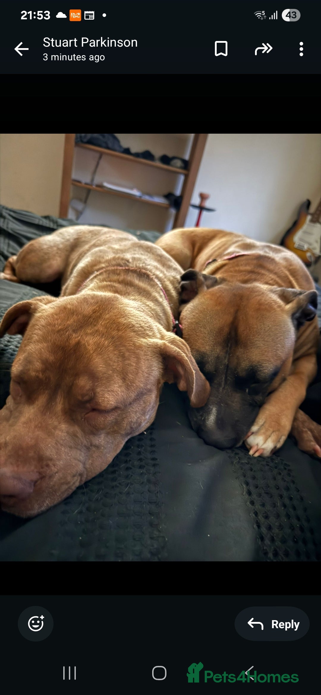 Mixed Breed dogs for sale: Pair of female staffie bull terriors x  - Image 1