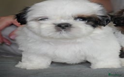 Shih Tzu dogs for sale: Miniature imperial shih tzu - Image 2