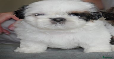 Shih Tzu dogs - Advert 5