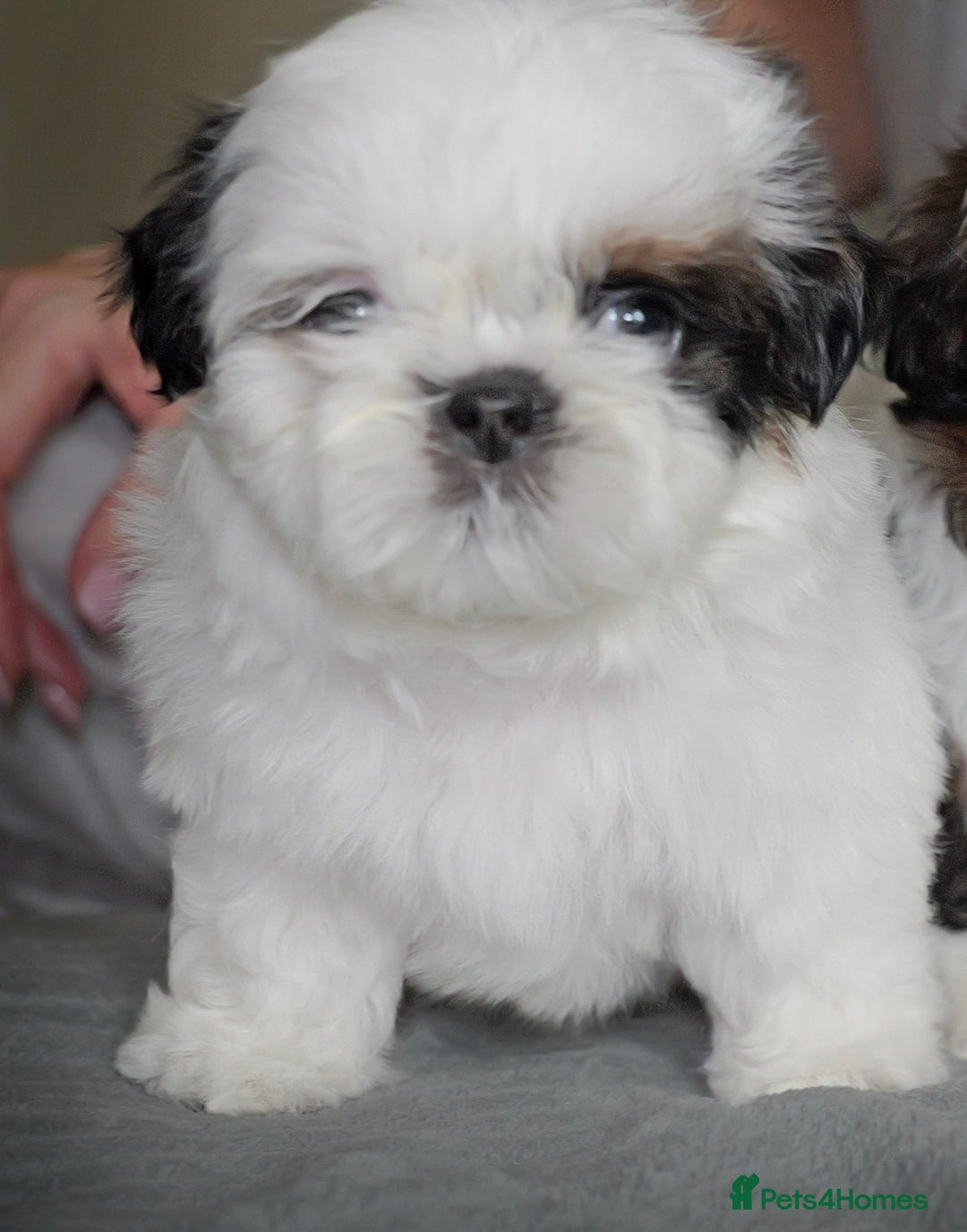 Shih Tzu dogs for sale: Miniature imperial shih tzu - Image 2