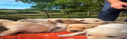 Labrador Retriever dogs for sale: Kc registered yellow Labrador puppies - Advert 4