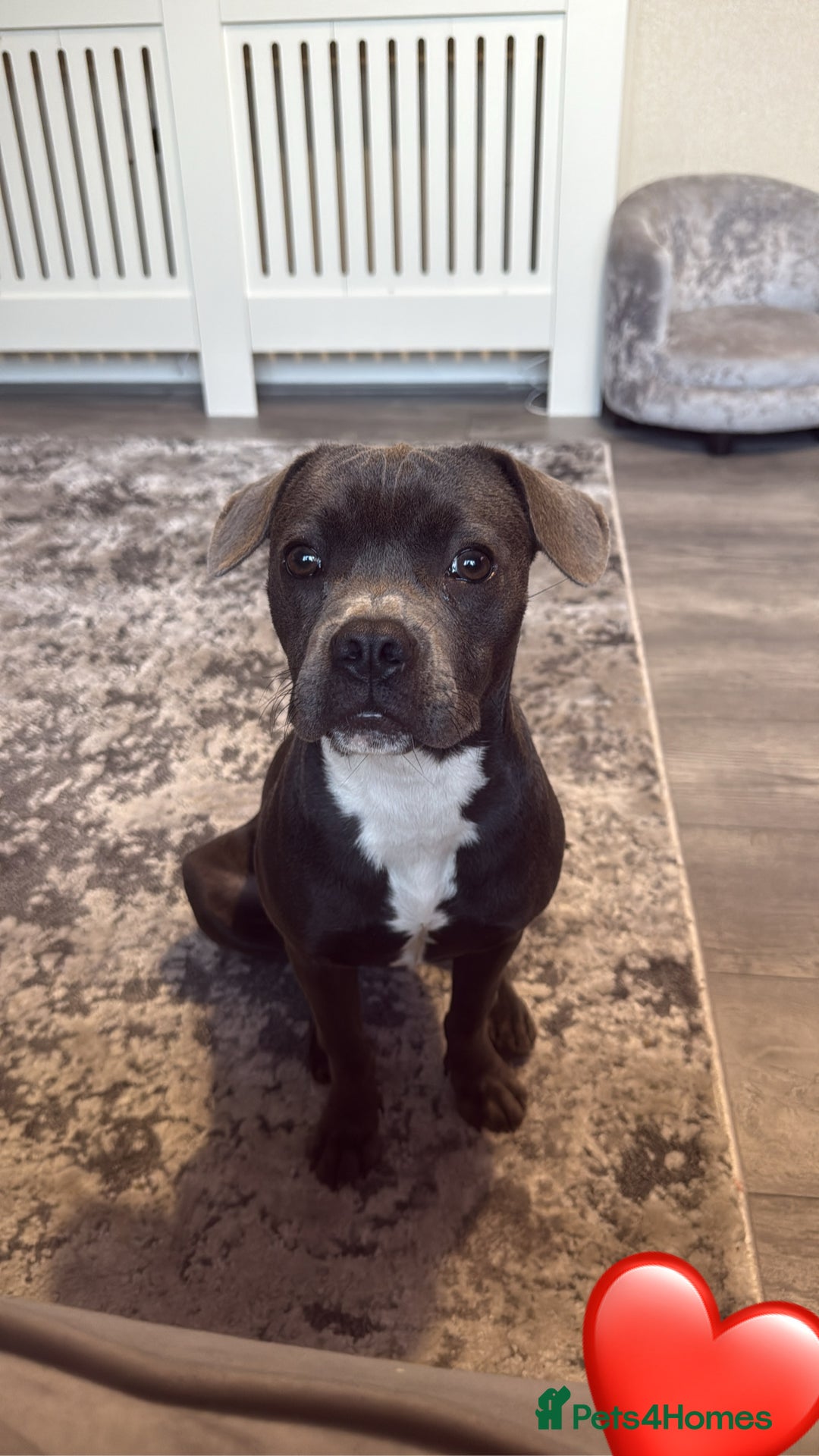 Mixed Breed dogs for sale: Blue staff cross French bulldog! - Image 1
