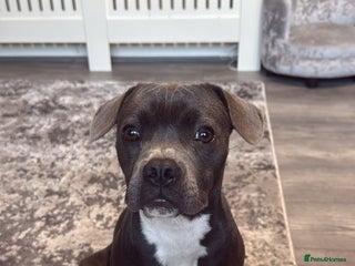 Mixed Breed dogs - Advert 10