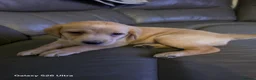 Labrador Retriever dogs for sale: *YELLOW GIRL READY TO GO*  - Advert 13