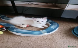 Ragdoll cats for sale: CUTE RAGDOLL KITTENS  - Image 9