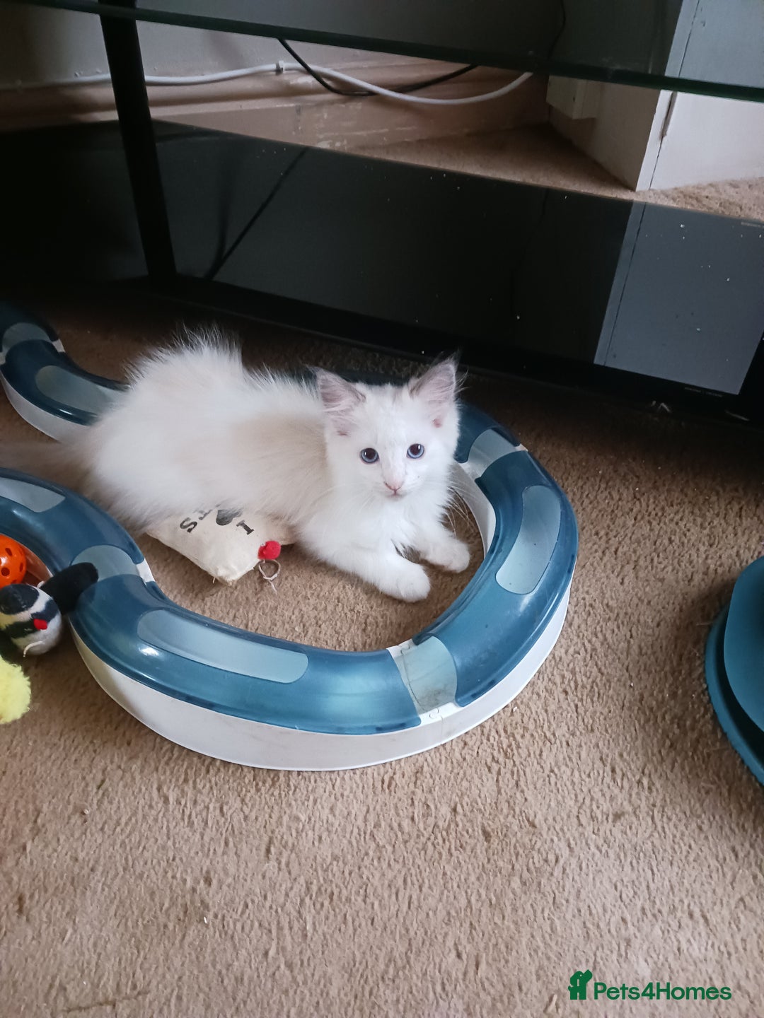 Ragdoll cats for sale: CUTE RAGDOLL KITTENS  - Image 9