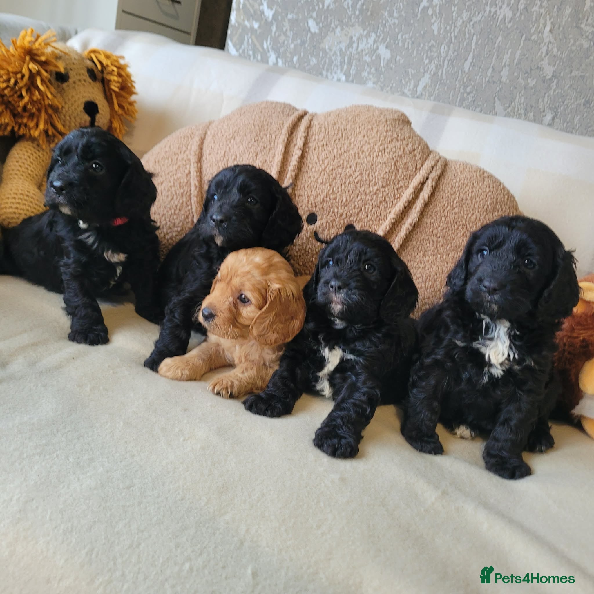 Cavapoo dogs Toy F1 Cavapoo puppies rare colour with rare mark - Advert 3